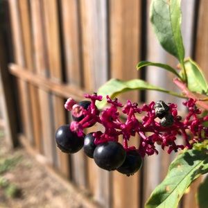 Meet your Posher, Omari